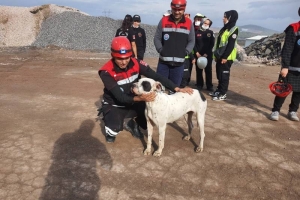 Hayat